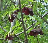 Paw Paw blossom