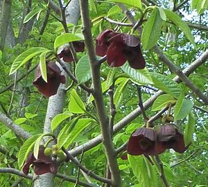 Paw Paw blossom