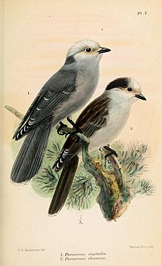 PerisoreusKeulemans