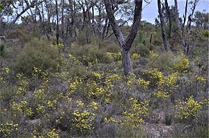 Phebalium stenophyllum habit