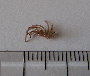 Phormictopus cancerides cancerides, baby