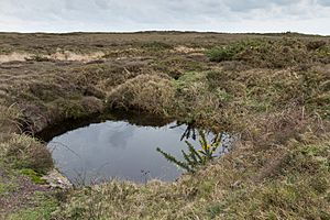 Pond at Les Landes, Jersey