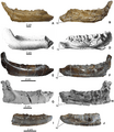 Rhabdodontidae