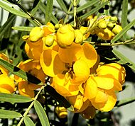 Senna odorata flowers