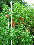 Serranochilis.jpg