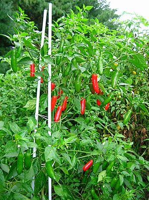 Serranochilis.jpg