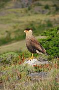 Southern Caracara up close