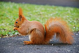 Squirrel by mareckr