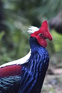 Swinhoe's Pheasant Face Closeup