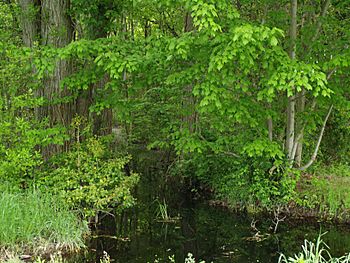 Tanyard Branch in Delaware.jpg