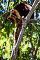 Tree-Kangaroo in SYdney zoo (220A8456)