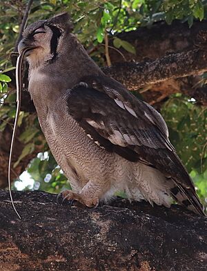Verreaux's eagle-owl, or giant eagle owl, Bubo lacteus eating a snake at Pafuri, Kruger National Park, South Africa (20675951922)