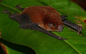 Wagner's Mustached Bat (Pteronotus personatus) (38053341645).jpg