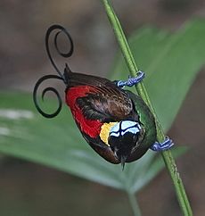 Wilson's Bird of Paradise