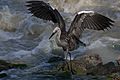 Young White Necked Heron