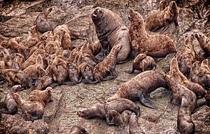 2008 Juneau Steller Sea Lion Haram (8101629225)