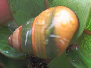 Achatinella lila 2.jpg