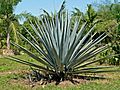 Agave tequilana 1.jpg