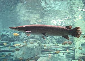 Alligator Gar 10.JPG