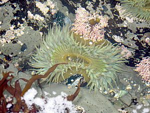 Anemone, Fitzgerald Marine Reserve, CA.jpg