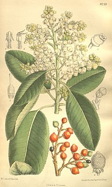 Arbutus menziesii 135-8249