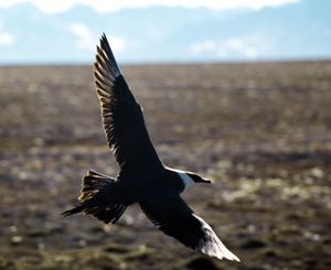 Arcticskua2