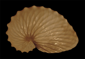 Argonauta hians eggcase.png