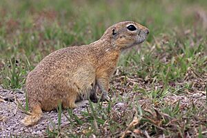 Asia Minor Ground Squirrel.jpg