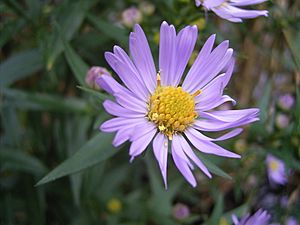 AsterNovi-belgii-flower-1mb.jpg