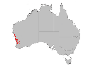 B menziesii dist map gnangarra