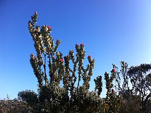 Banksia coccinea