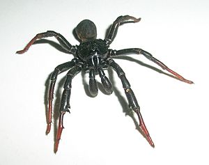 BannerghattaBlackSpiderFr