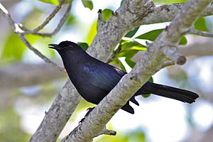 Black Catbird (6907342651)