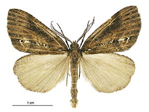 Chalastra ochrea male.jpg