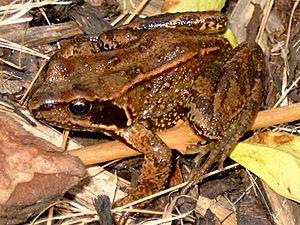 Common frog