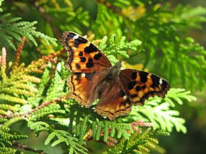 Compton Tortoiseshell