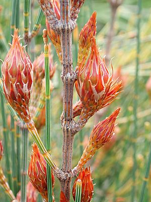 Developing fruit of Allocasuarina distyla.jpg