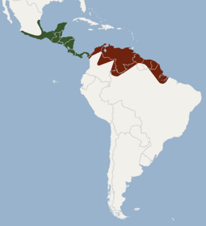 Distribution of Micronycteris microtis.png