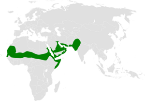 Eremopterix nigriceps distribution map.png