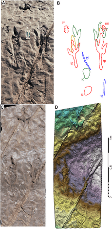 Eubrontes resting trace