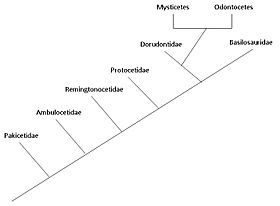 Evolutionary pathway