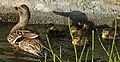 Female Mallard duck, with ducklings