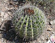 Fishook Barrel Ferocactus wislizeni