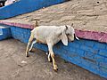 Goat-Varanasi India-Andres Larin