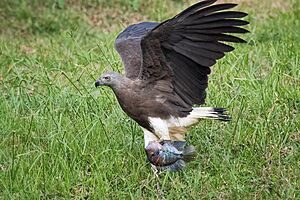 Grey-headed fish eagle