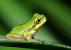 Hyla annectans (Jerdon, 1870).jpg