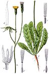 Hypochaeris glabra Sturm40.jpg