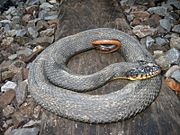 Iowaherps-nerodia erythrogaster neglecta.jpg