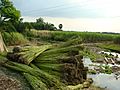 Jute Cultivation and Processing Bangladesh (2)