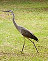 Juvenile Great Blue Heron